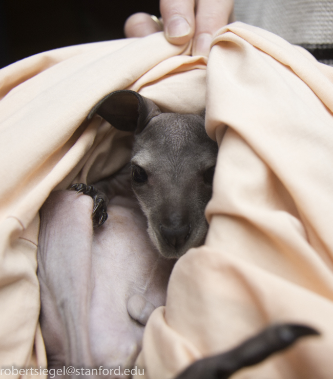 orphaned joey